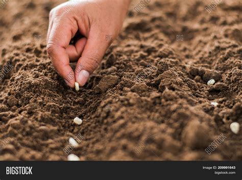 Hand Planting Corn Image & Photo (Free Trial) | Bigstock