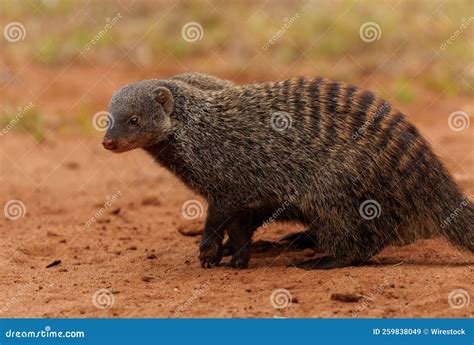 Friendly Banded Mongoose in the Field Stock Image - Image of ...