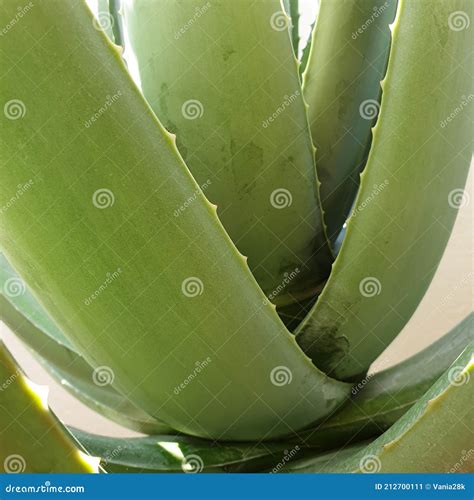 Aloe Vera Barbadensis Miller Leaves Closeup Stock Image - Image of aloe ...