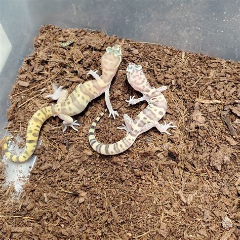 Baby Western Banded Gecko