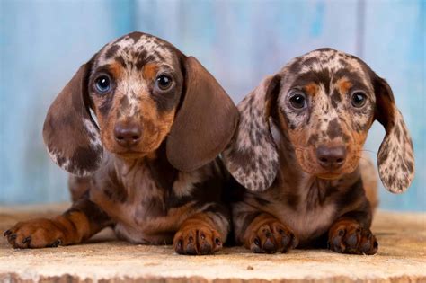 Dapple Dachshund: Breed Info, Patterns, Traits & Pictures