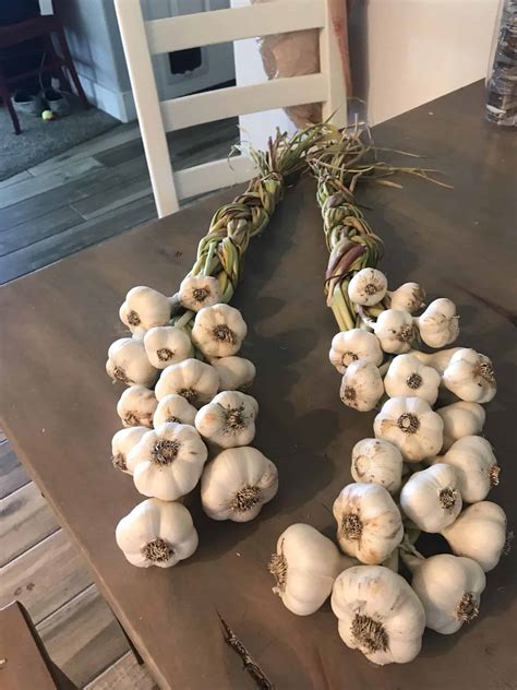 How to Store Garlic (Best Practices for Long-Lasting Freshness) - The Ultimate Homestead