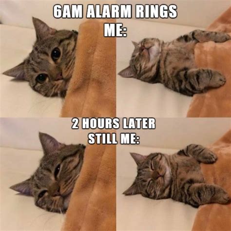 Funny Pictures Memes Cat