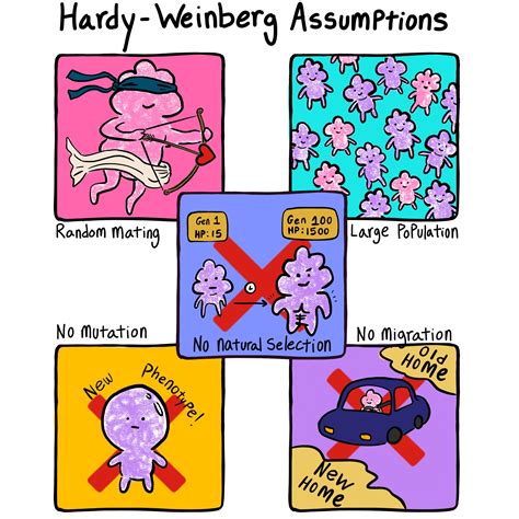 Hardy-Weinberg Principle — Overview & Equation - Expii