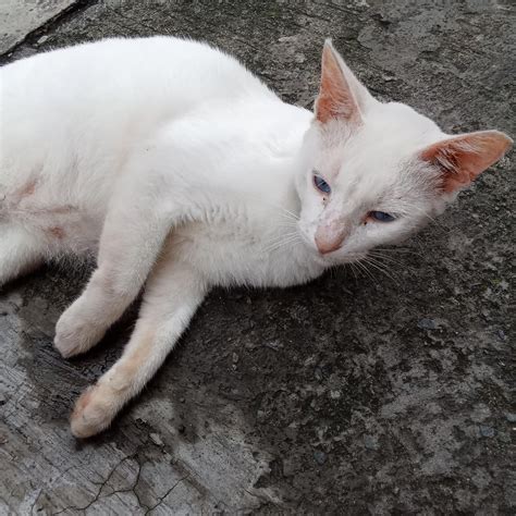 Flashing at my neighbor 🩷 subscribe to my channel for my foster cats ...