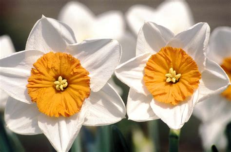 15 Great Types of Daffodils