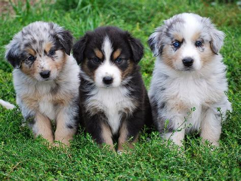 Too Cute Australian Shepherd Puppies - Pictures Of Animals 2016