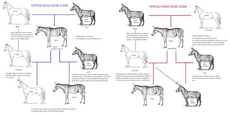 HYBRID EQUINES - MULES, MOLLIES AND HINNIES