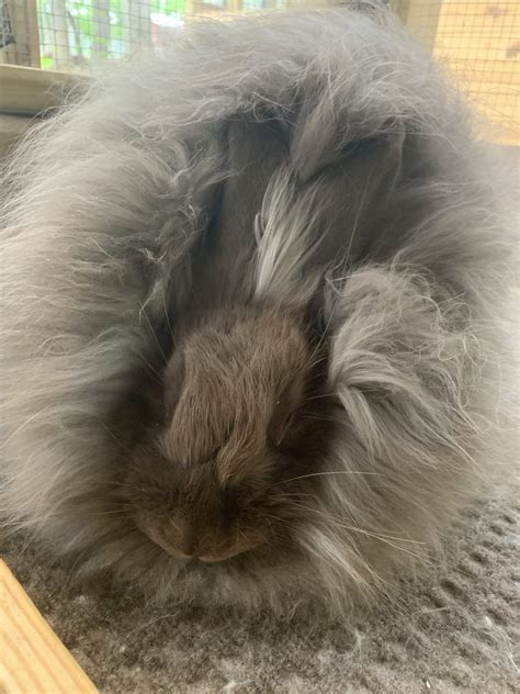 French Angora Rabbits