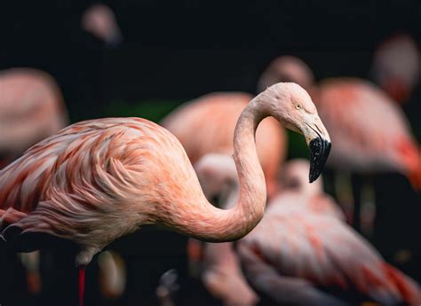 Chilean Flamingos - Wilder Institute/Calgary Zoo