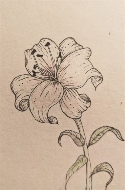 Lily Drawing Pinterest at Cristy Kim blog