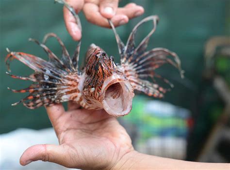 Lionfish Eating Prey