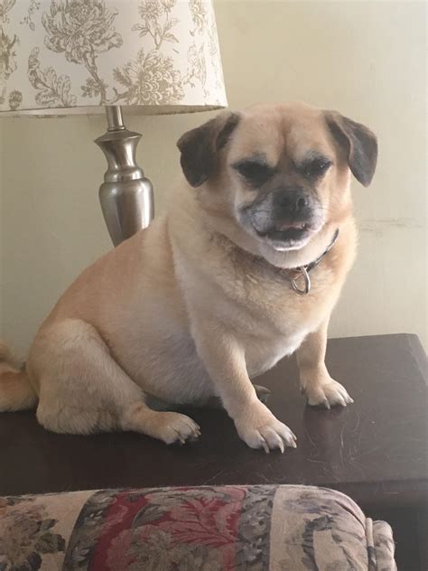 Pug X Corgi Beagle X Corgi Mix: Maak Kennis Met De Beagi Beagle