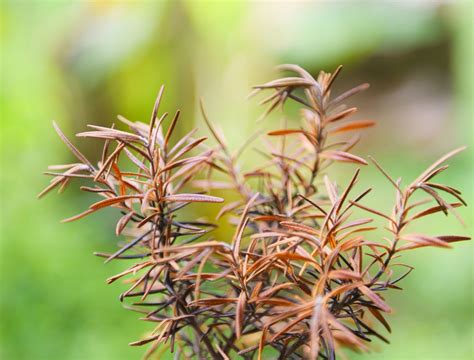 Why Is My Indoor Rosemary Plant Turning Brown at Marie Vaughan blog