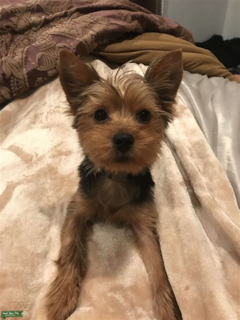 Puppy Pacifiers: Discover the Top Dog Toys That Can Help Soothe and ...