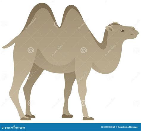 Bactrian Camel, Two-humped Farm Animal Vector Illustration. Stock ...