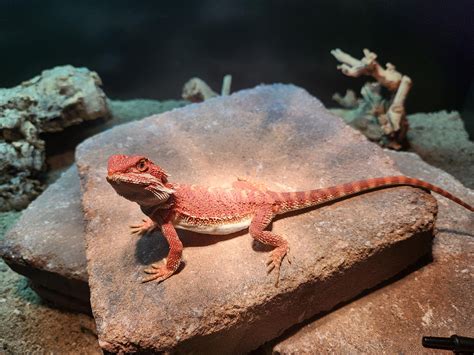 Bearded dragon setup : r/BeardedDragons