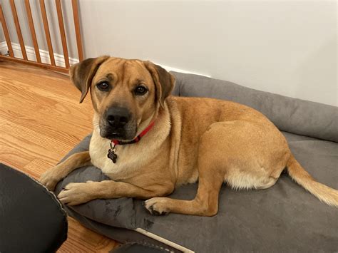 Mistura De Laboratorio Amarelo Ridgeback Rhodesian Ridgeback Labrador