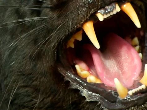 Prime Video: I Was Prey - Season 2