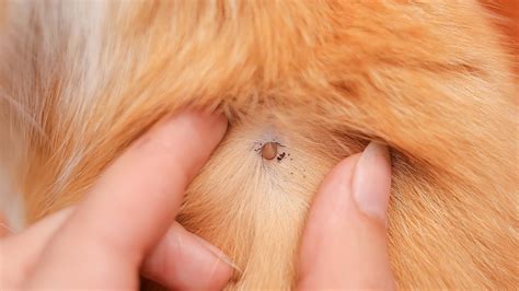 Pulgas y garrapatas en gatos - Catit