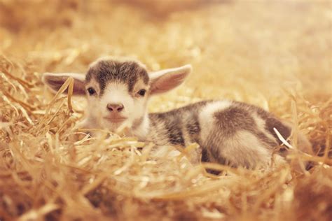 Download Cute Baby Goat Kid Looking At Camera Wallpaper | Wallpapers.com