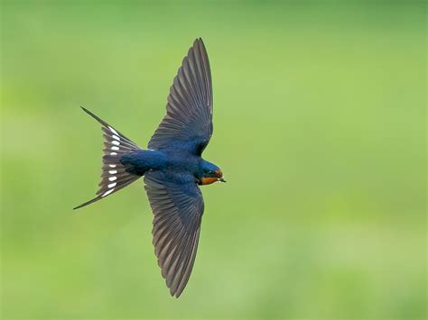 Barn Swallow | Celebrate Urban Birds