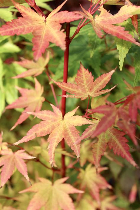 Sango Kaku (Coral Bark) 3-4 Yr Pre-Bonsai (#756) - Mendocino Maples Nursery