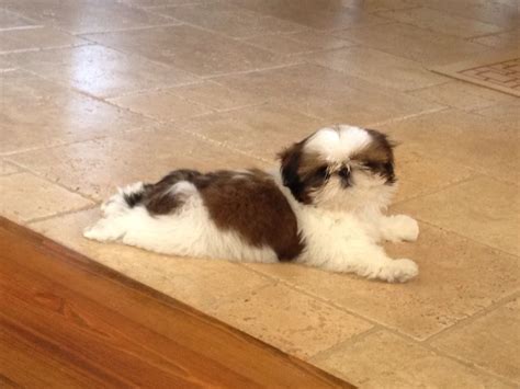 Shih Tzu Puppy