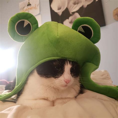 Cats In Frog Hats