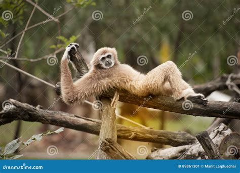 Female Northern White-Cheeked Gibbon - Nomascus Leucogenys. Stock Image ...