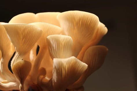 The 14 Most Expensive Mushrooms In The World