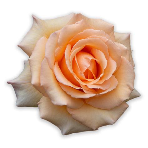Neil Diamond Rose - Hybrid Tea - Exceptionally Fragrant - Heirloom Roses