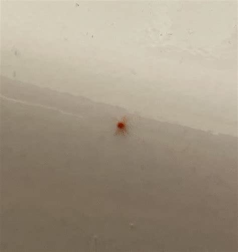 Very tiny red spider looking bug that crawls quickly : r/whatsthisbug