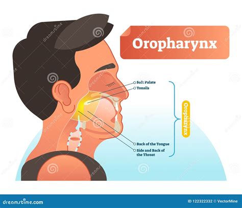 Anatomy Model Of The Oropharynx Nasopharynx Tonsils And