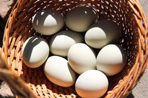 Eggs In A Basket Game at Michael Dittmer blog