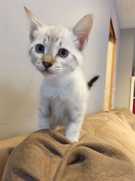 Lynx Point Siamese Kitten For Sale - adopt a turtle