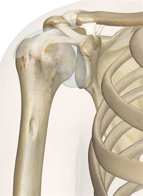 The Shoulder Joint: Anatomy and 3D Illustrations