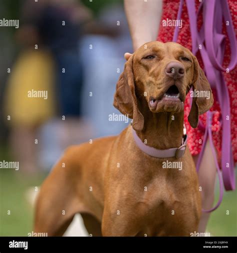Vizsla hunting dog standing in a park. Portrait of Vizsla also known as ...