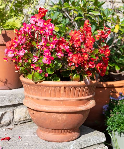 How to grow begonias in pots: 5 expert tips | Homes and Gardens