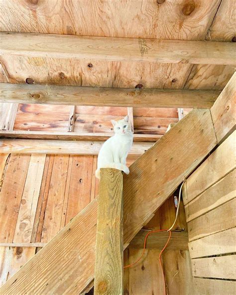 TRACTOR SUPPLY CO. - 149 S Virginia Ave, Tifton GA - Hours, Directions, Reviews - Loc8NearMe