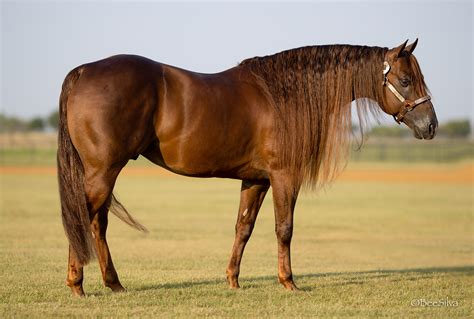 Reining - IN FOAL PARTNERS QUARTER HORSE STALLIONS