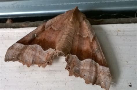 A Daisy in the Leaves – The Nature-led Life