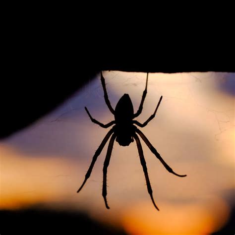 Spiritual Meaning Of Spiders In The Bible - Bible Wings