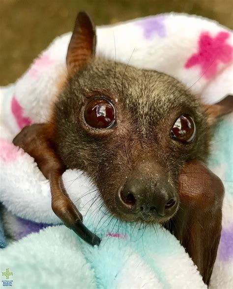 Cute Fruit Bat