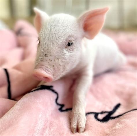 83-Year-Old ‘Babe’ Actor James Cromwell Adopts a Rescued Pig | VegNews