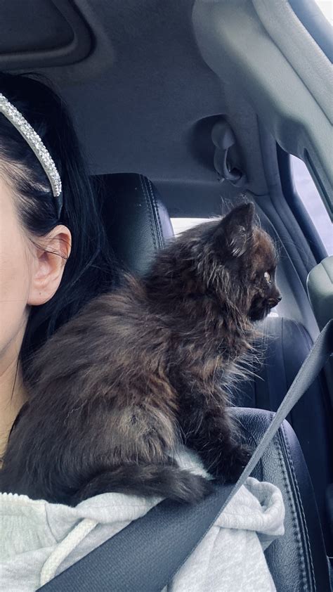 Mia Rose ♛ on Twitter: "Update. Chillest cat in the world. At the vet now https://t.co ...