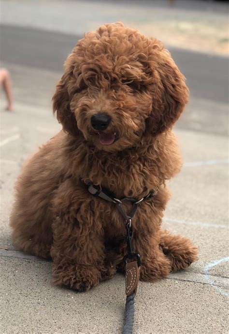 When did your have your doodle fixed? He is 6 months old but has 1 dwarf gene (short legs long ...