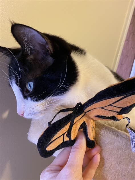 Coffee, Books and Cats — A Sanctuary Cafe