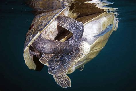 The Summer of Sex: An Exploration of Turtle Love - Underwater360