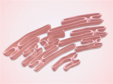 Free 3D Model Smooth Endoplasmic Reticulum - TurboSquid 2265628